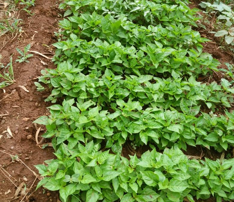 Landbouwproject in Murewa, Zimbabwe