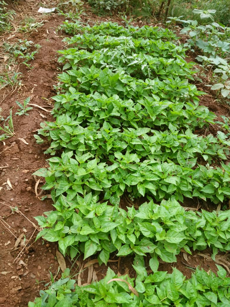 Landbouwproject in Murewa, Zimbabwe 4